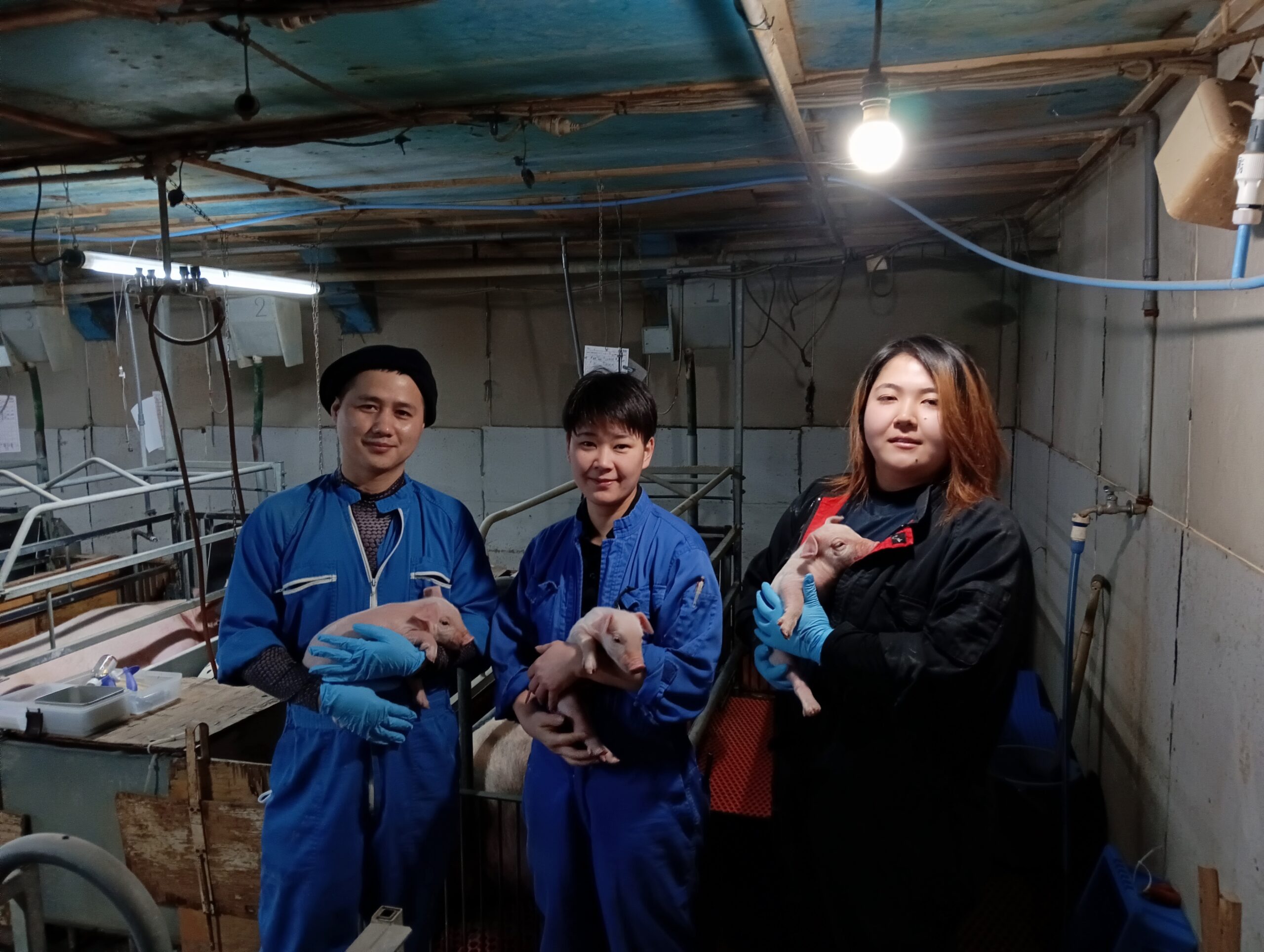 株式会社 川賢(飼養管理スタッフ)養豚